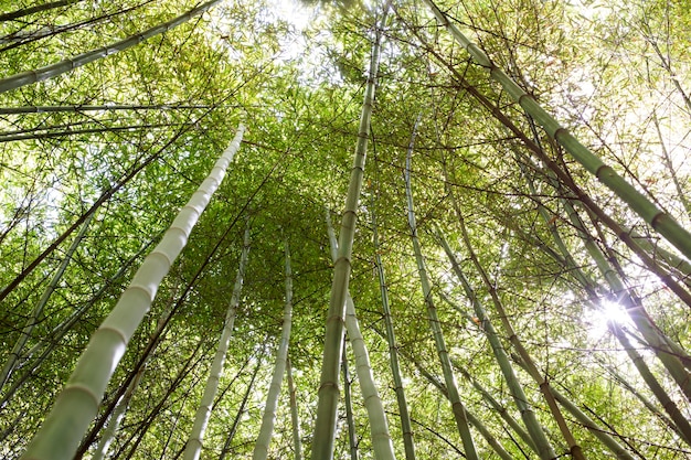 Free photo botanical bamboo forest in daylight