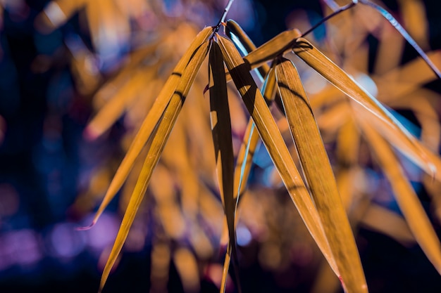 Botanical bamboo leaves