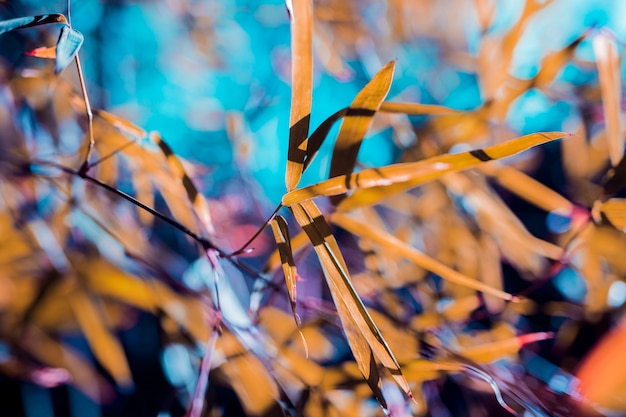 Botanical bamboo leaves