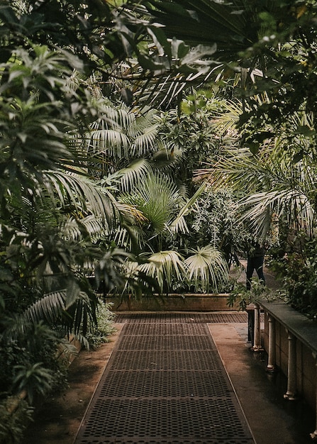 Botanical garden moody greenhouse nature photo