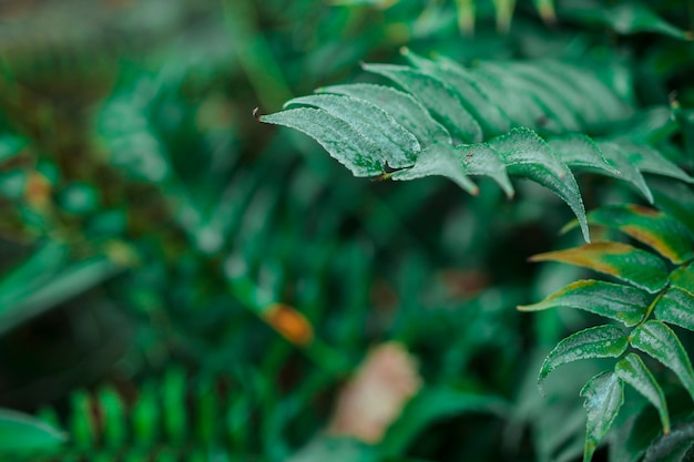 Botanical leaves