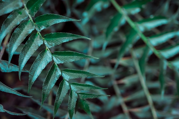 Botanical leaves