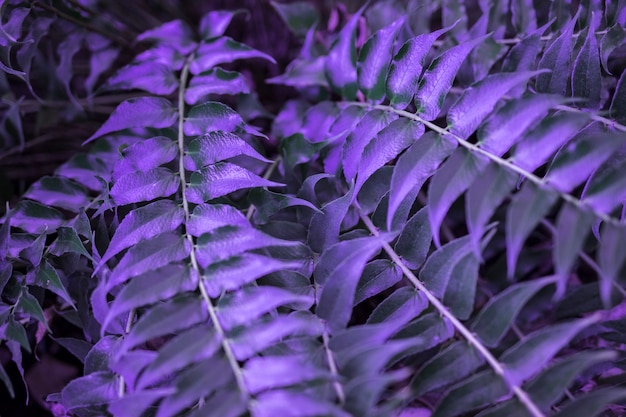 Botanical leaves