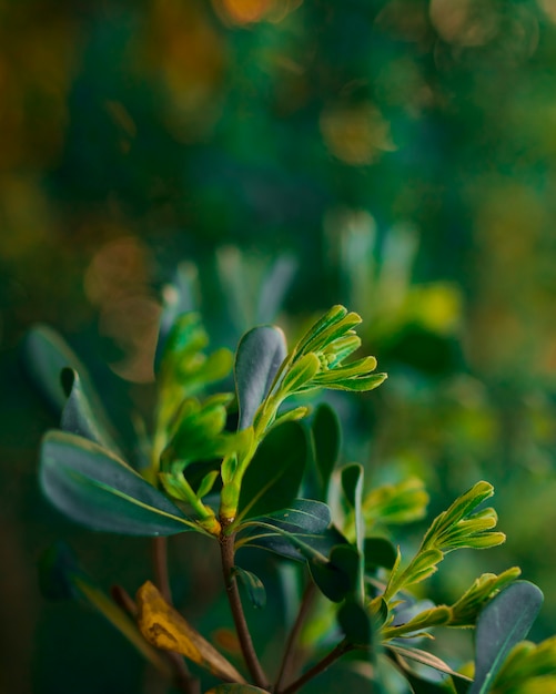 Botanical leaves