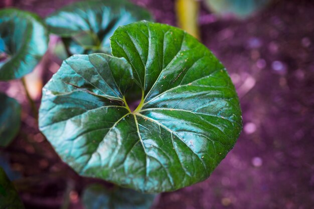 Botanical leaves