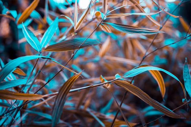 Botanical leaves