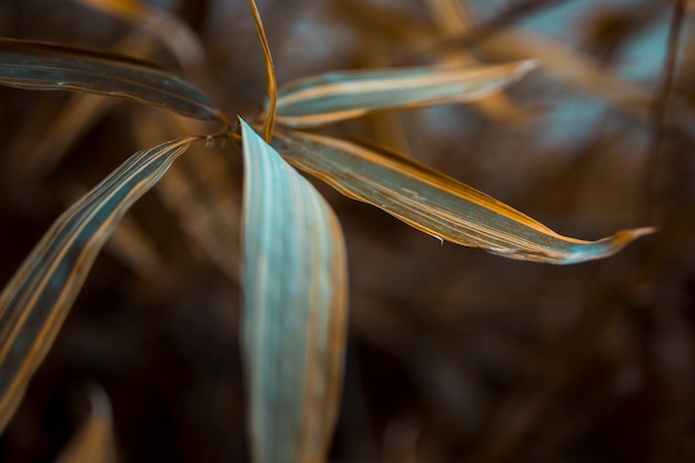 Free photo botanical leaves