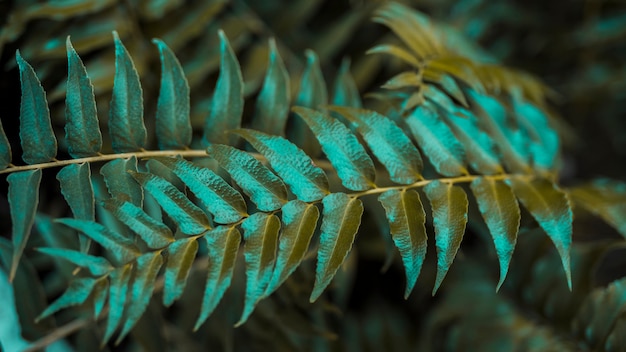 Botanical leaves