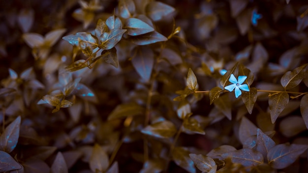 Free Photo botanical leaves