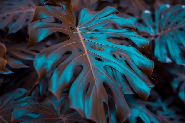 Free photo botanical monstera leaves