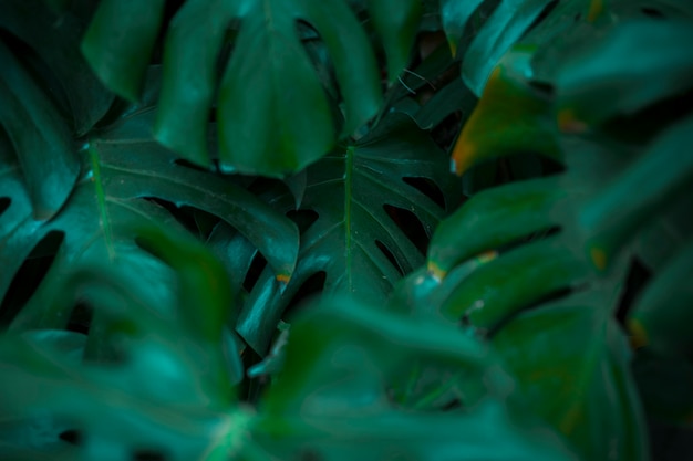 Botanical monstera leaves