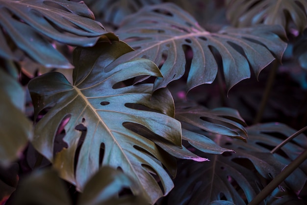 Botanical monstera leaves