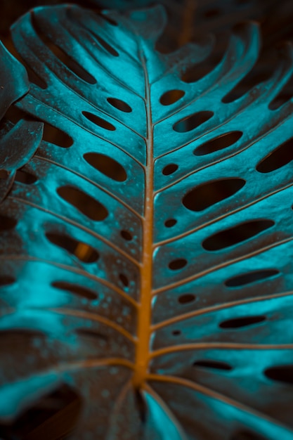 Botanical monstera leaves