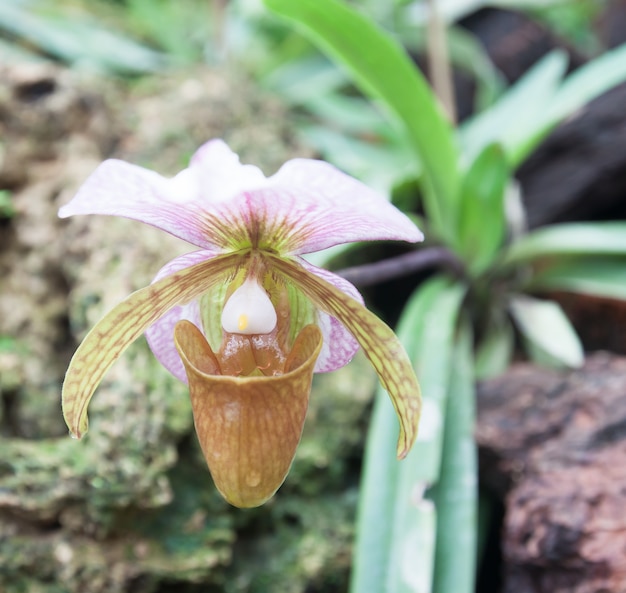 Free photo botany wild bloom plant nature slipper