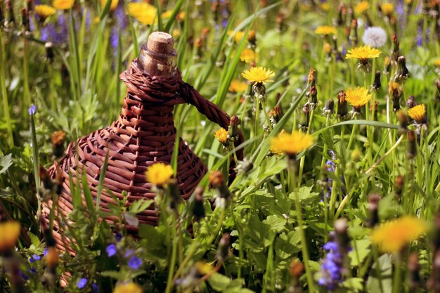 Free Photo bottle between flowers