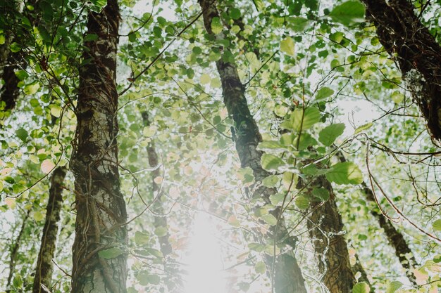 Bottom view of a group of trees