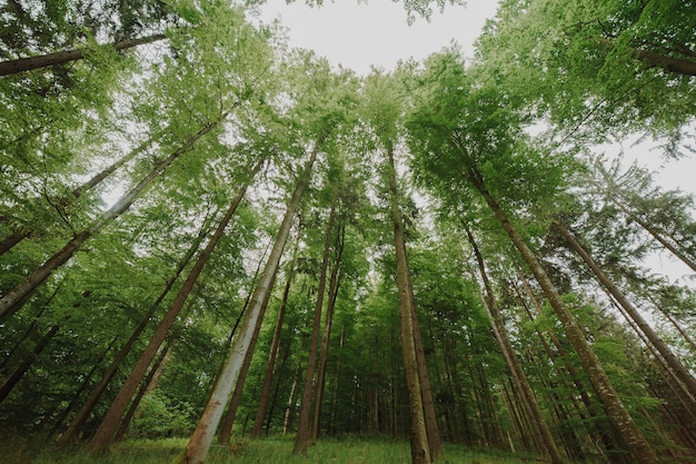 Free photo bottom view of a group of trees