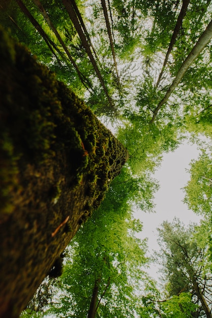 Free Photo bottom view of a group of trees