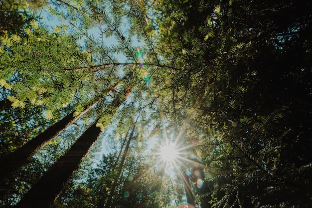 Free Photo bottom view of a group of trees