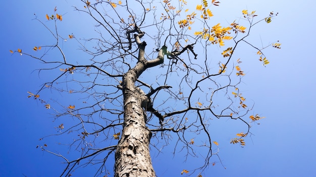 Free photo bottom view of leafless tree