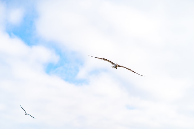 Bottom view shot of a gull flying in the cloudy sky