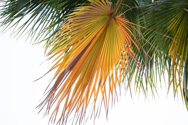 Bottom view of textured palm branches