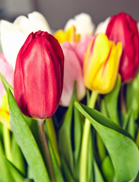 Bouquet of fresh multicolor tulip flowers