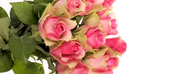 Bouquet of pink roses isolated on white, panoramic view