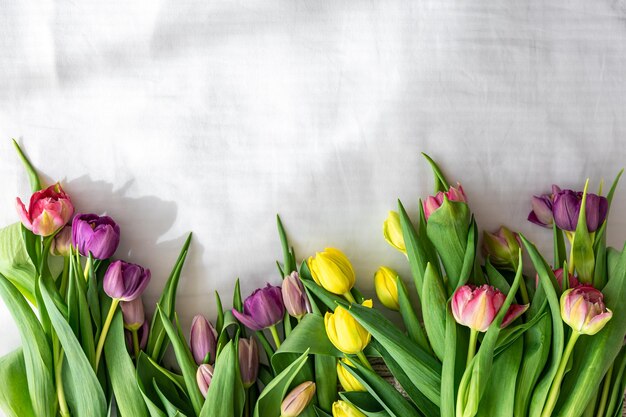 Bouquet of tulips on a white background top view