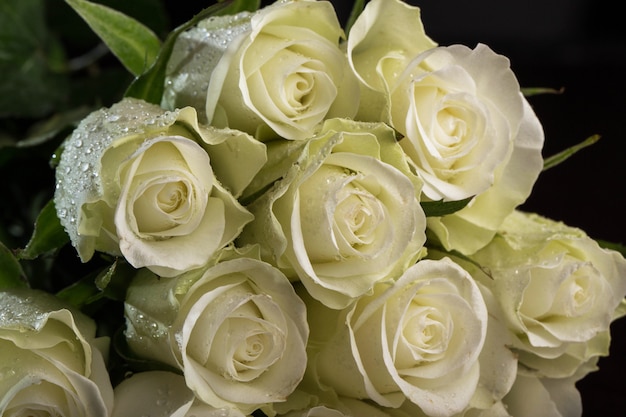 Bouquet of white roses