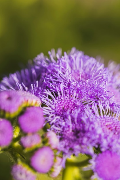 Bouquet of wonderful violet flowers