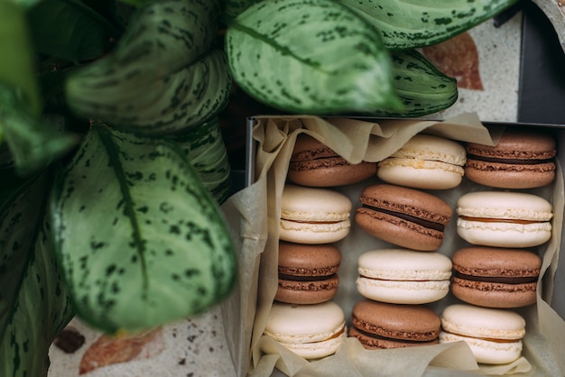 Box with macaroons near plant