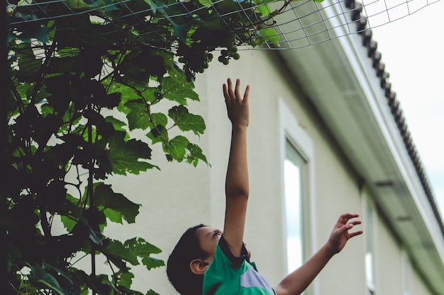 Free Photo boy trying to reach hanging grapes