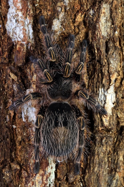 Bracyphelma auratum tarantula on wood Bracyphelma auratum