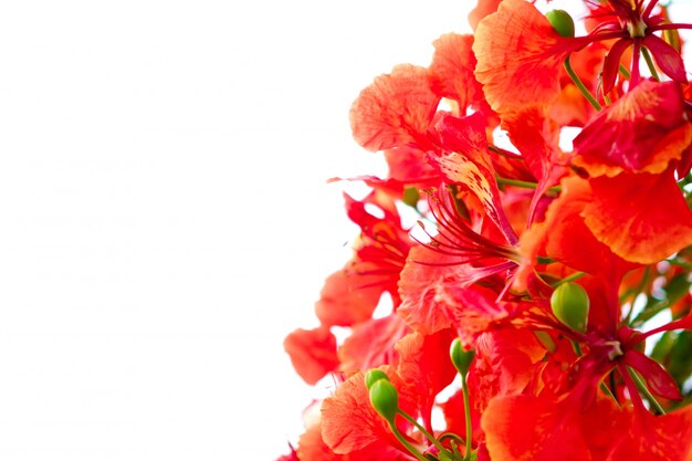 Branch of beautiful orange flower isolated on white background