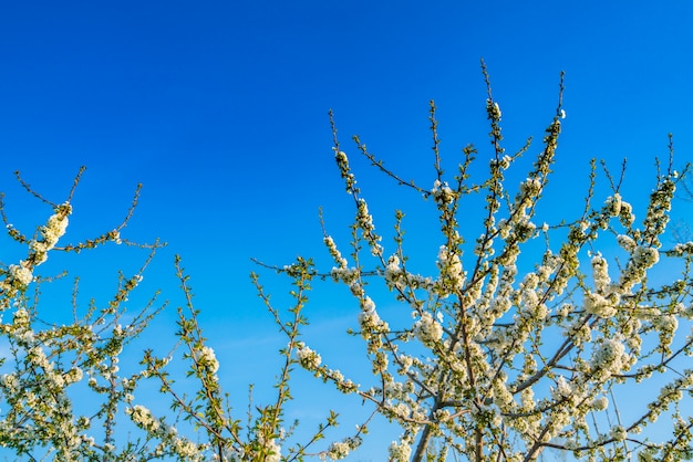 Branch of beautiful white flower .