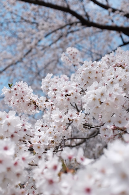 Branch of cherry blossom with a blurry