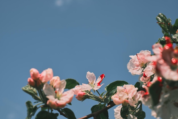 Free photo branch of coral pink flowers of chaenomeles speciosa or blooming quince, spring flowering garden shrub against a blue sky with clouds, selective focus on flowers