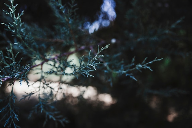 Free photo branch of green conifer in forest