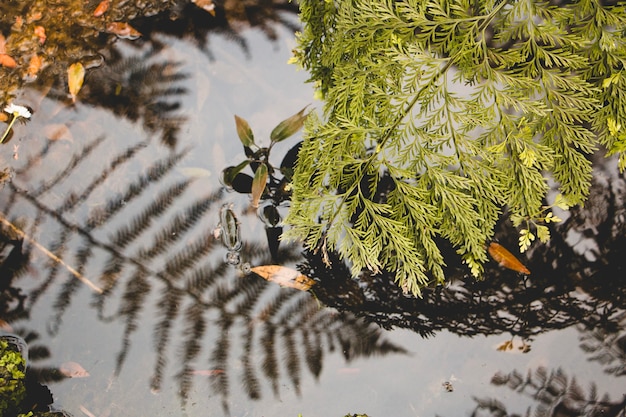 Free photo branch touching water