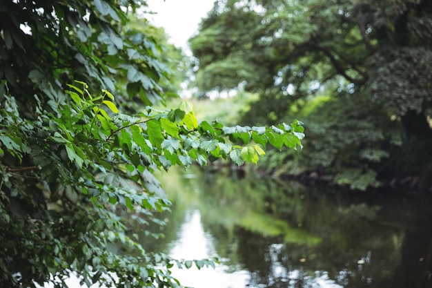 Free Photo branch of a tree against a river