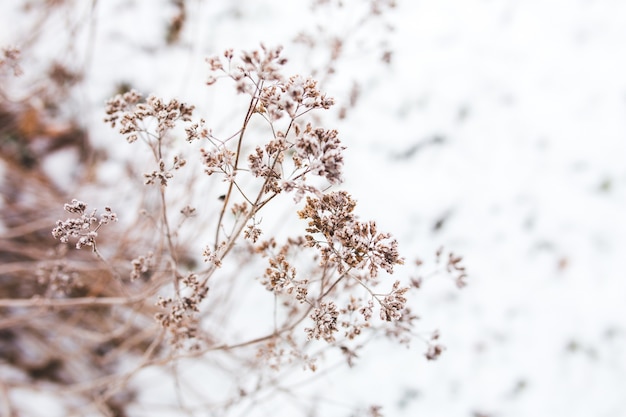 Branch of a tree with snow background