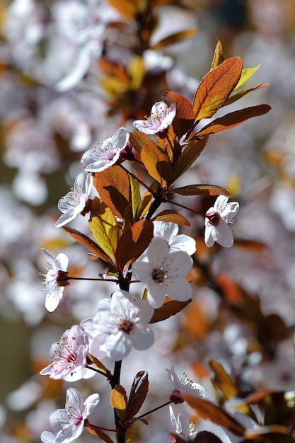 "Branch with autumn leaves and flowers"