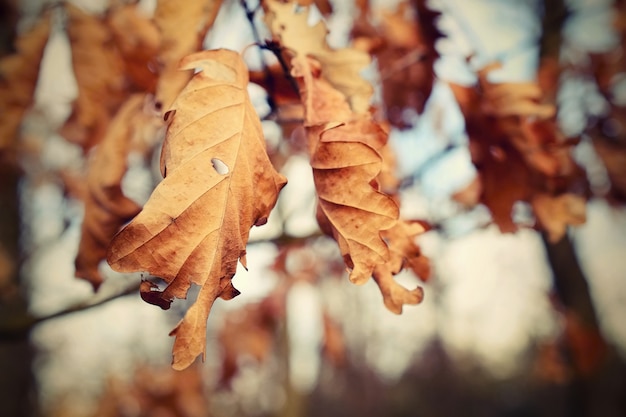 "Branch with dead leaves"