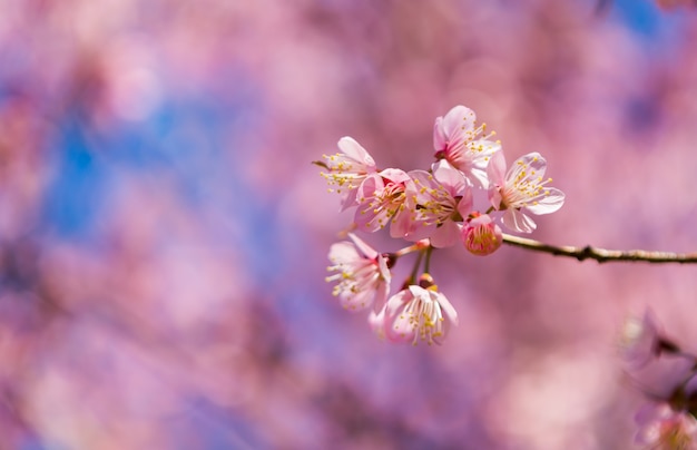 Free photo branch with flowers with defocused background