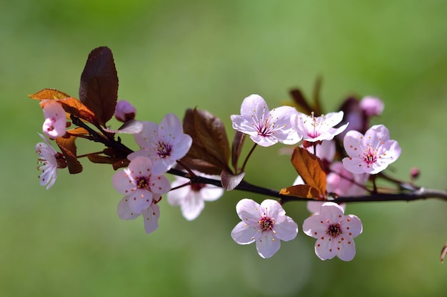 Free Photo "branch with soft pink flowers"