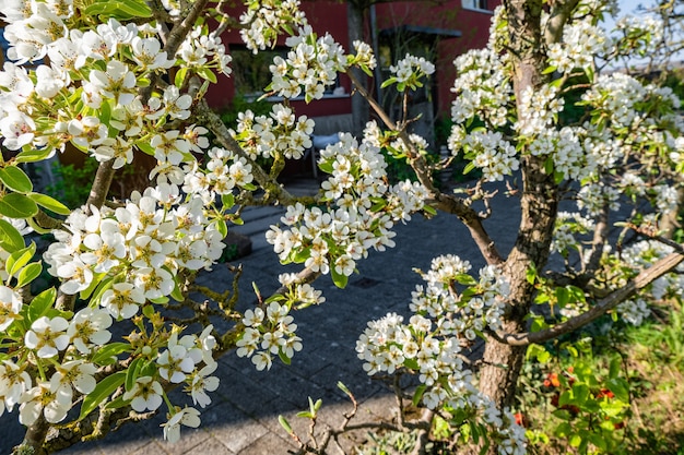 Branches of apple blossom flowers on the trees in the yard