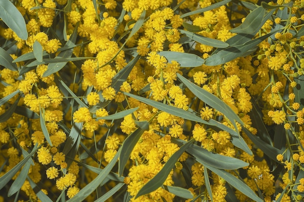 Free photo branches blooming golden acacia or mimosa flower closeup blurred focus spring time idea for women's day card or background with place for text time for vacation or travel