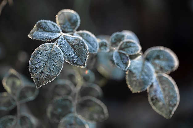 Branches covered with frost. Frosty plants in the early morning in the cold season.