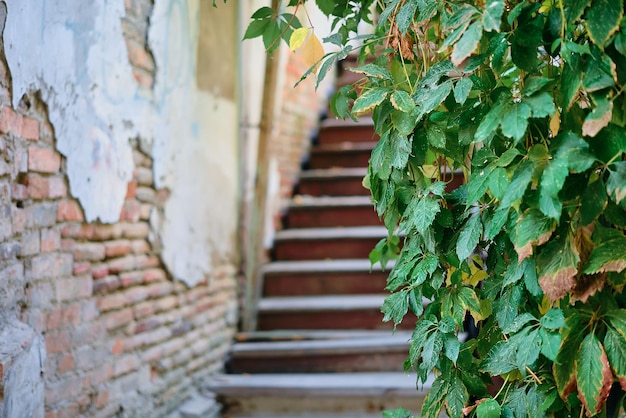 Branches of decorative hops on an old wall against the background of steps in the old city blurred space for text or advertising